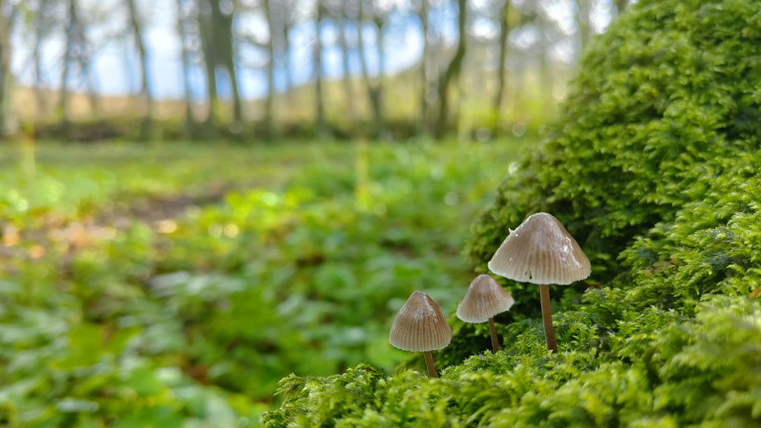 Kergord woods in autumn