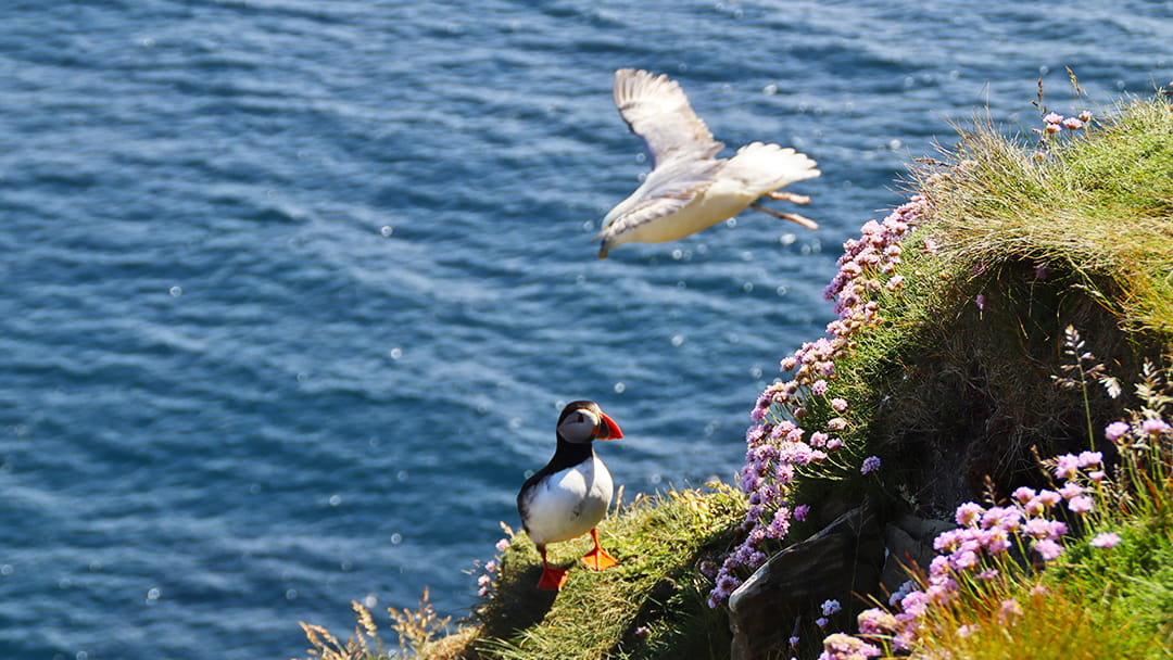 Puffins spotted at Sumburgh Head in Shetland