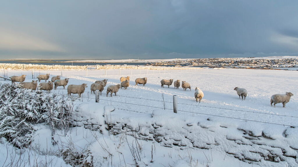A flock of sheep in the snow in Orkney