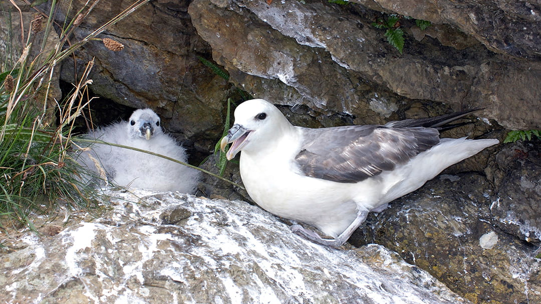Fulmars nest on the Old Man of hoy and they lay a single egg every summer, which produces a pale grey and fluffy chick