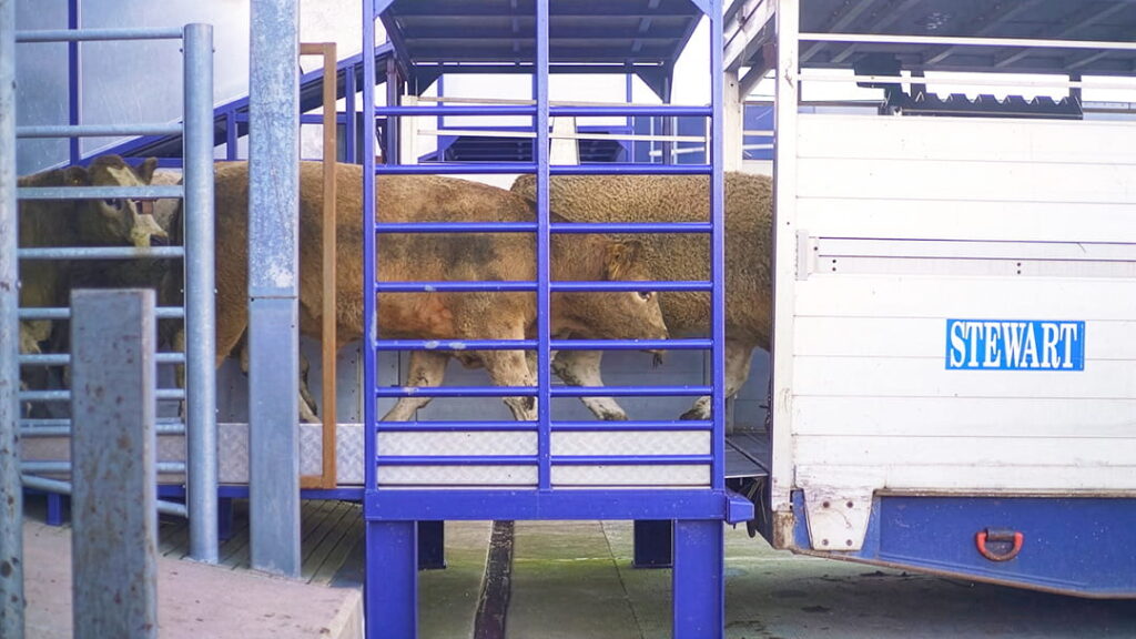 Loading cattle into a livestock container