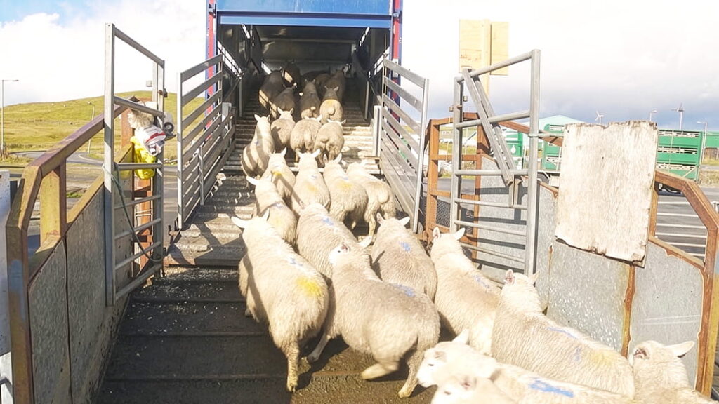 Loading sheep into a livestock container