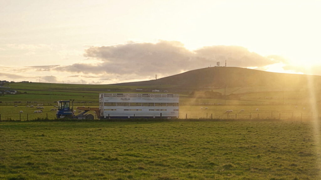 Transporting livestock from Orkney farms to NorthLink freight ships