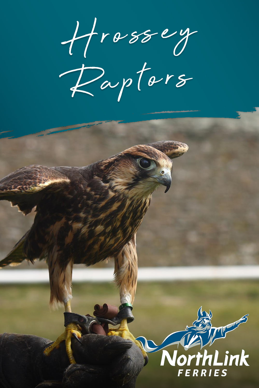 Hrossey Raptors