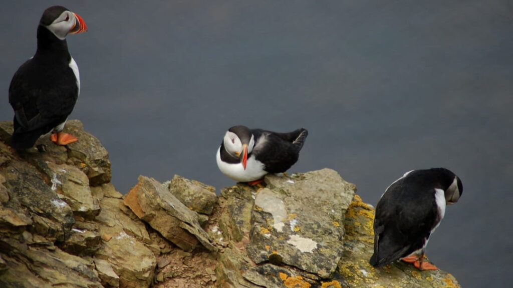 Wild Orkney Walks, The Ultimate Puffin Experience