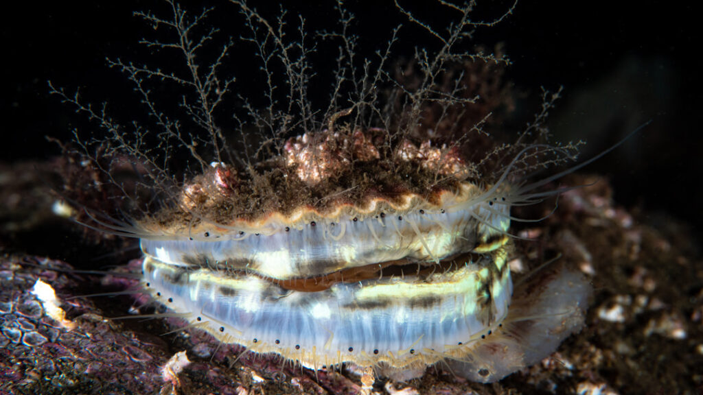 A Queen Scallop