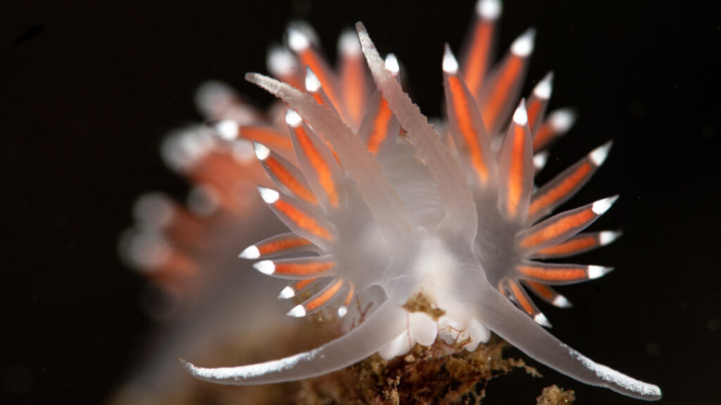 A beautifully colourful Nudibranch