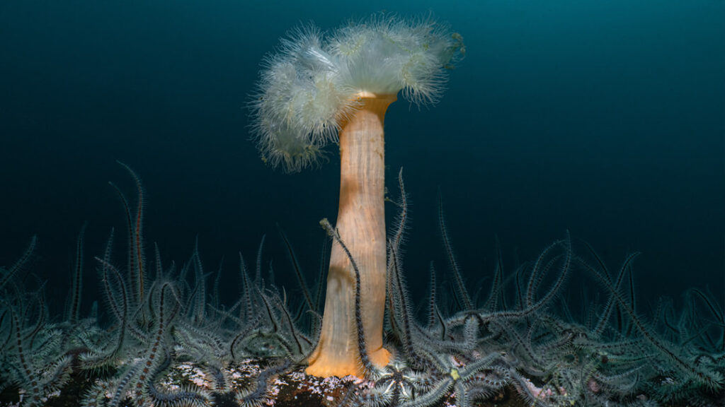 A lone plumose anemone amidst a sea of brittle stars