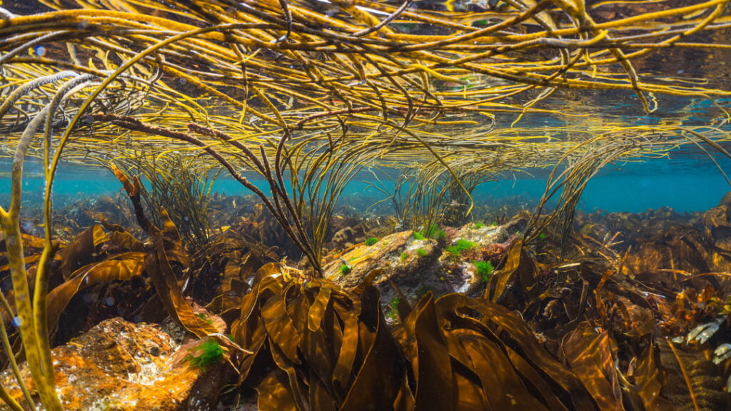 A seals eye view in the shallows