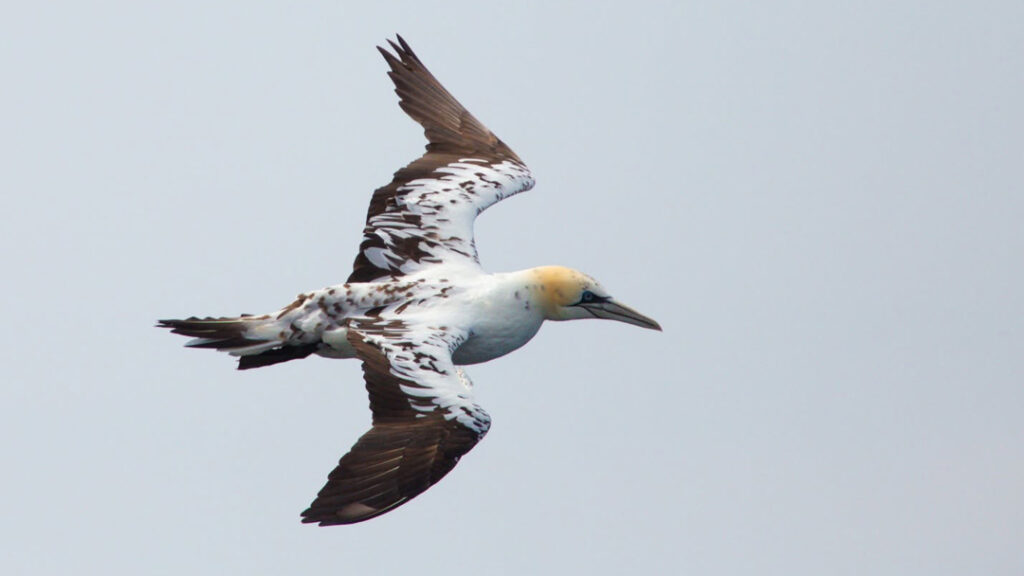 A young Gannet spotted from MV Enbarr