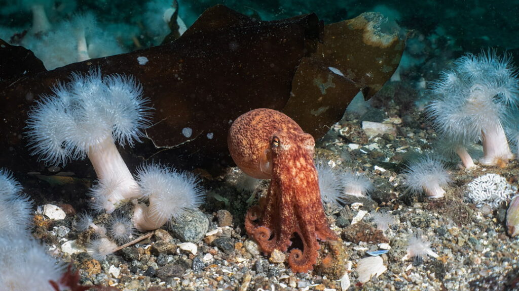 Curled octopus
