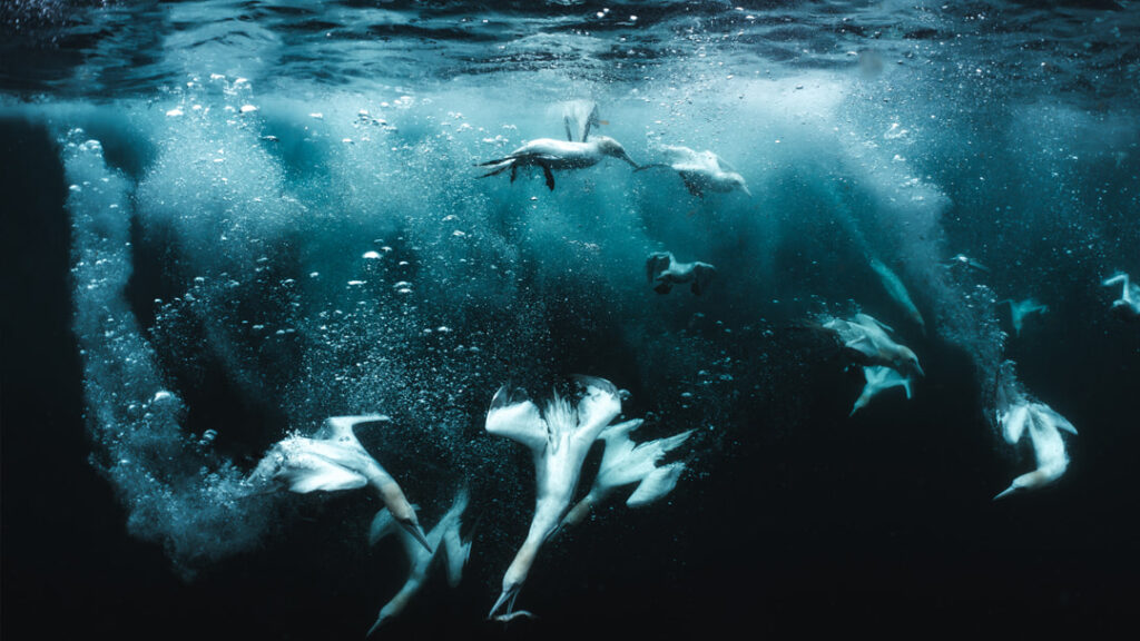Gannets diving