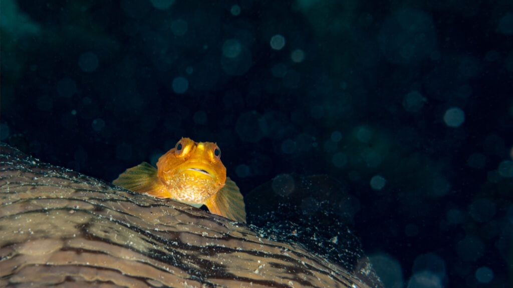 Golden coloured long-spined sea scorpion