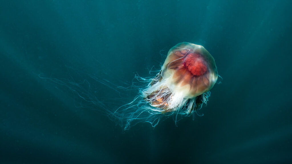 Lion’s mane jellyfish