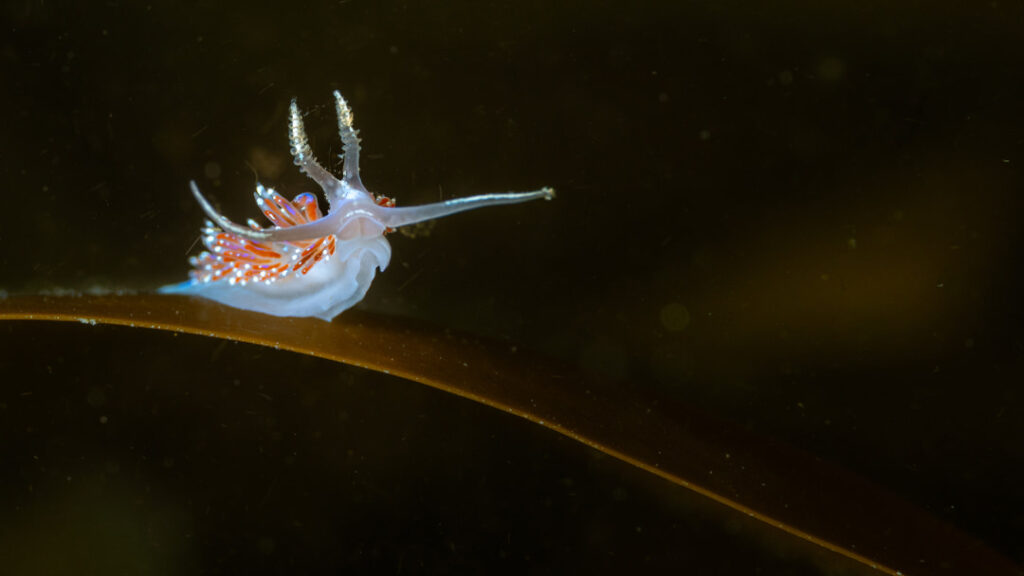 Nudibranchs otherwise known as sea slugs