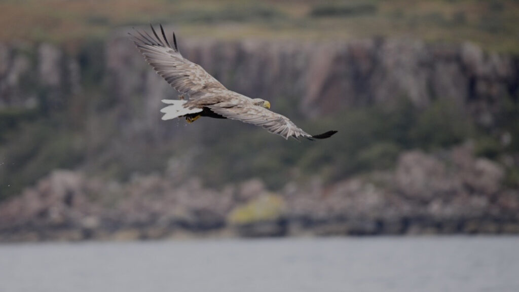 Orkney Nautical Charters view of a white-tailed sea eagle