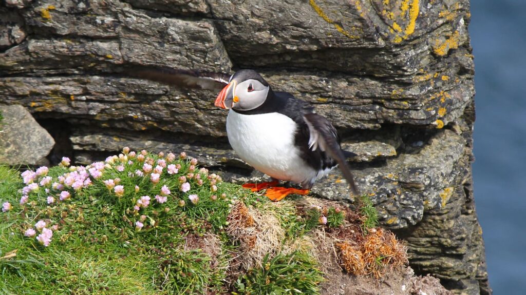 Puffin and seapinks at Brough of Birsay, Orkney