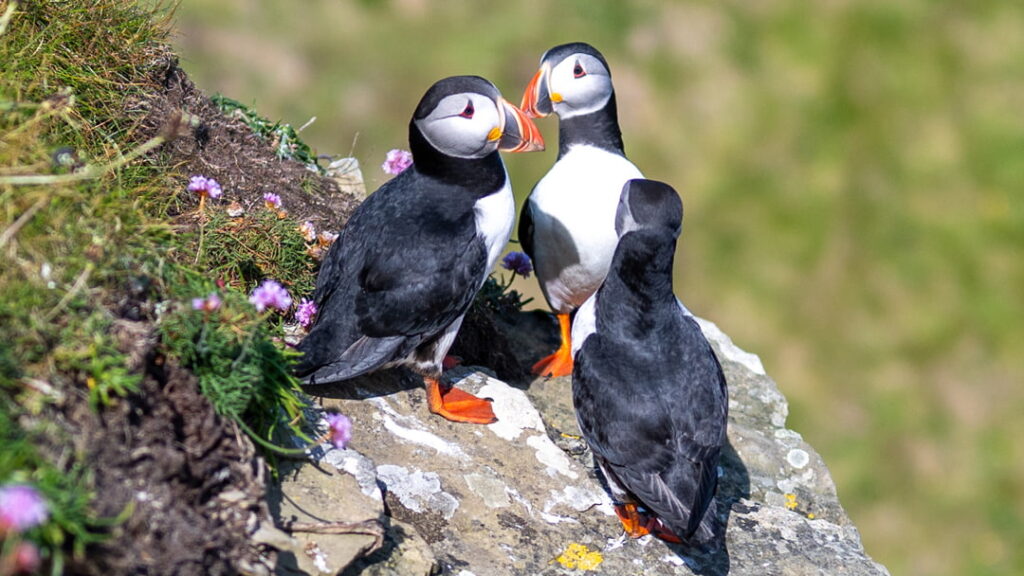 Puffins at Castle o Burrian, Orkney