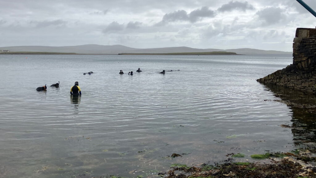 Snorkeling safari with Kraken Diving at Stromness Museum