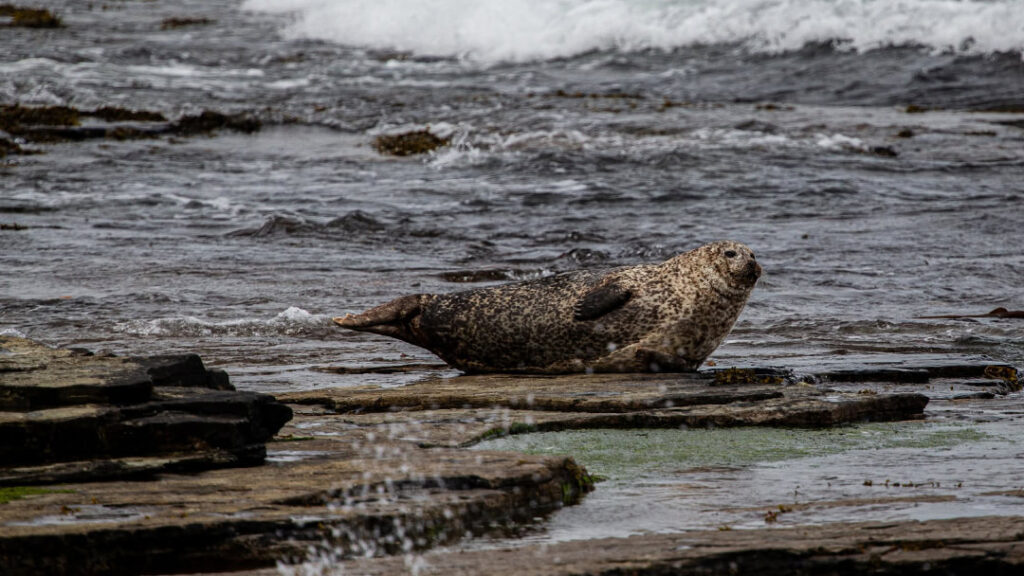 Spotting seals in Orkney