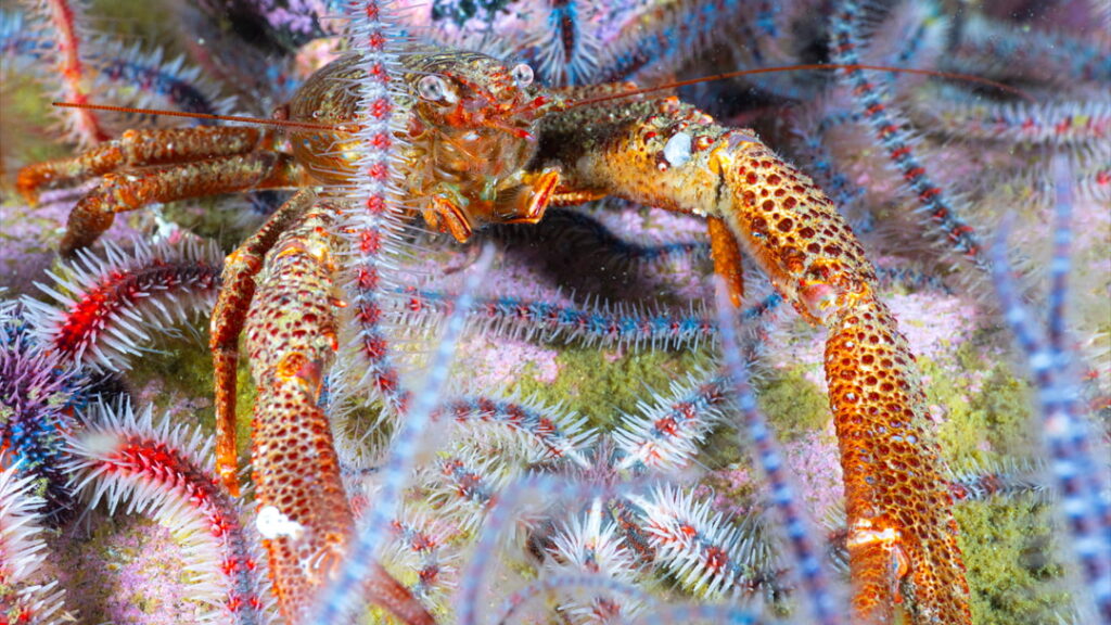 Vibrant colours in amongst a brittle star bed