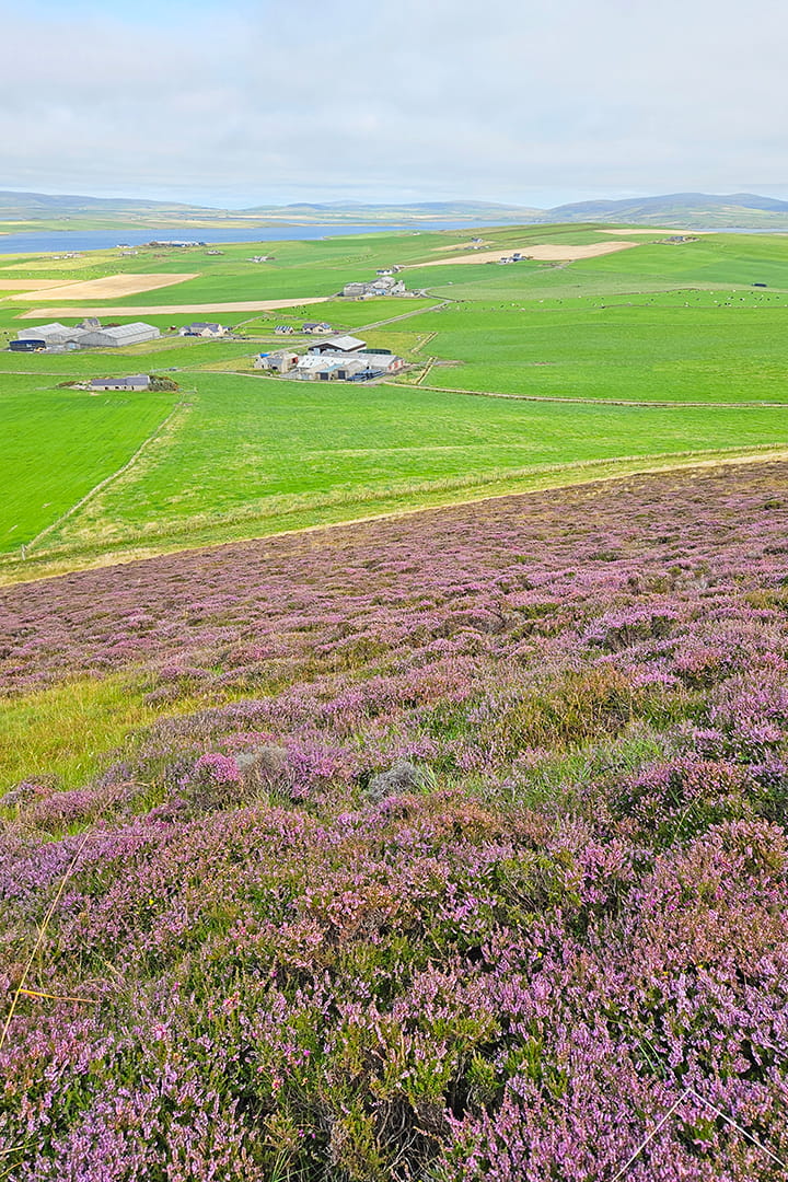 Cringlofiold purple with heather