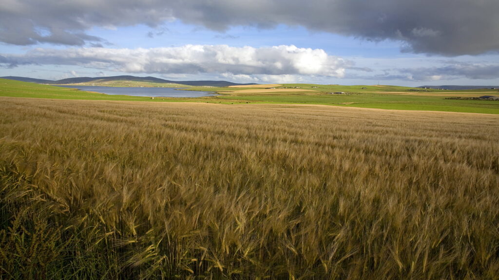 Golden fields - August in Orkney