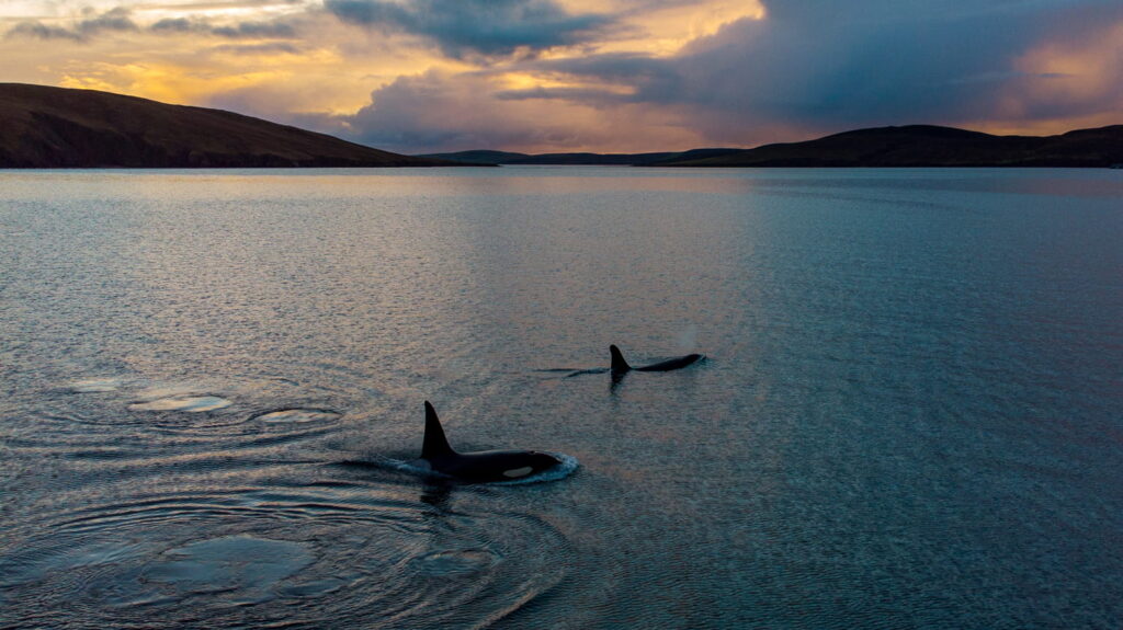 Orca spotting in Shetland