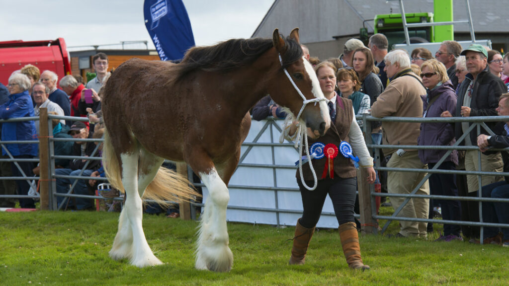 The County Show in Bignold Park, Kirkwall