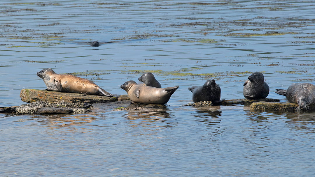 Common seals hauled out on the seal skerry