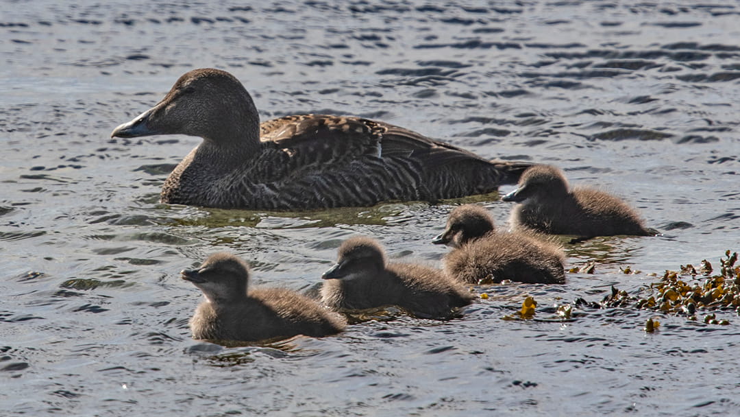 Eider duck mum with her ducklings