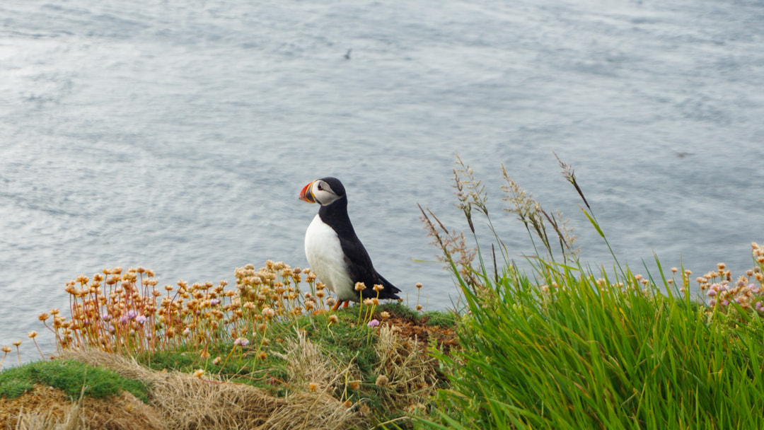 Puffin at Sumburgh Head Nature reserve, Shetland