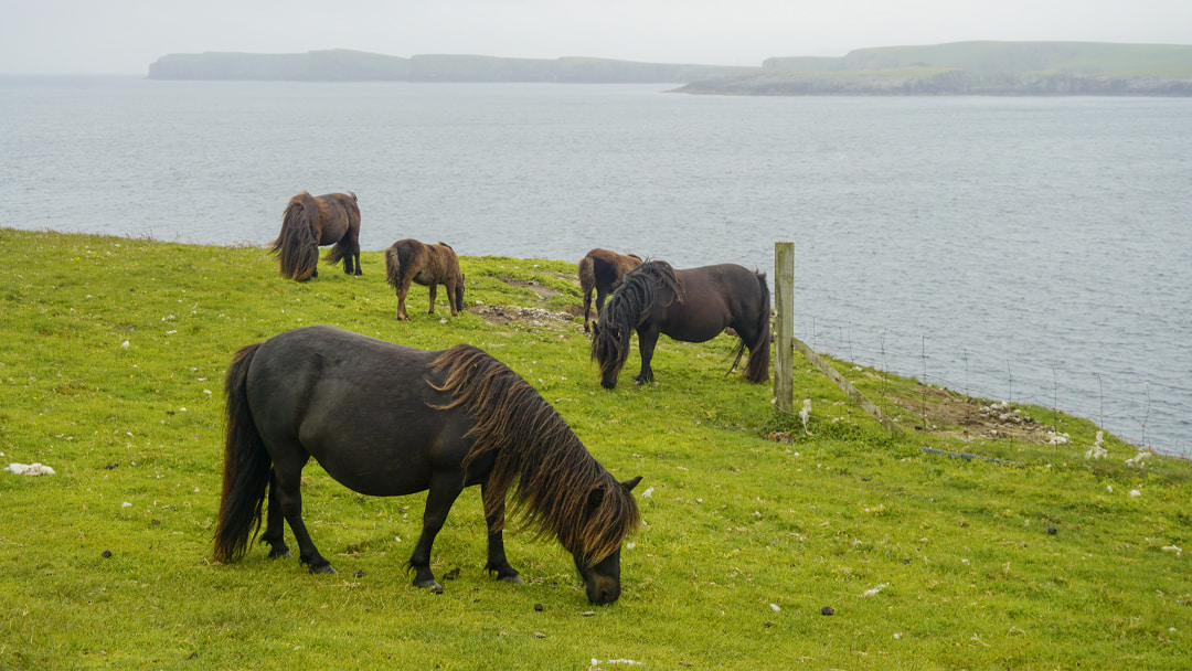Shetland Ponies grazing on Mousa