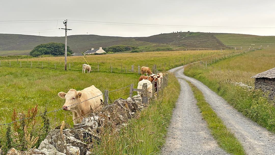 The gravel road leading to Cuween Hill Chambered Cairn