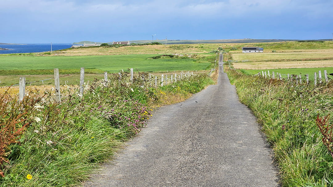 Wagtails on Wyre's quiet road