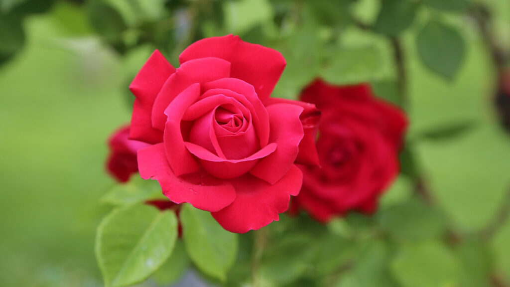 A Shetland Rose.....perhaps not