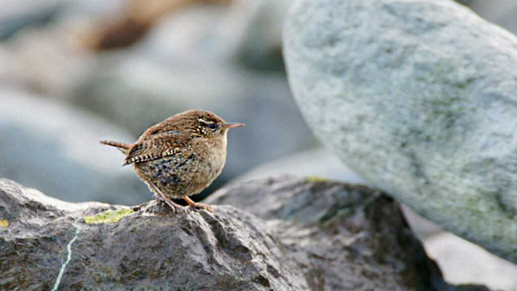 The Shetland Wren